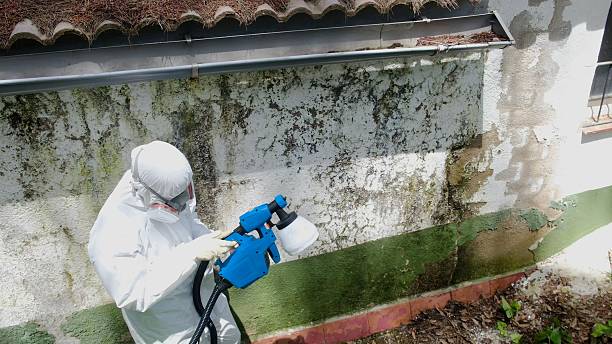Top rated local Mold Testing specialists in Curtis Bay, MD